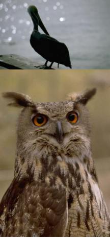 I am like a pelican of the wilderness: I am like an owl of the desert.