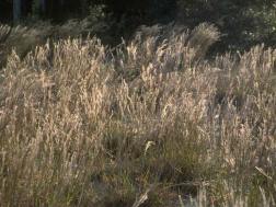 As for man, his days are as grass:  