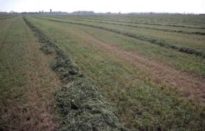 The plowers plowed upon my back: they made long their furrows.