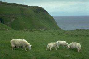 We are his people, and the sheep of his pasture.