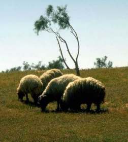 The mountains skipped like rams, and the little hills like lambs.