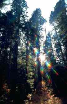 The righteous shall flourish like the palm tree: he shall grow like a cedar in Lebanon.